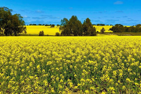 Perth: Private Premium Wildflowers and Canola Fields Tour - Image 2