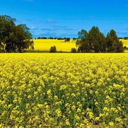 Perth: Private Premium Wildflowers and Canola Fields Tour