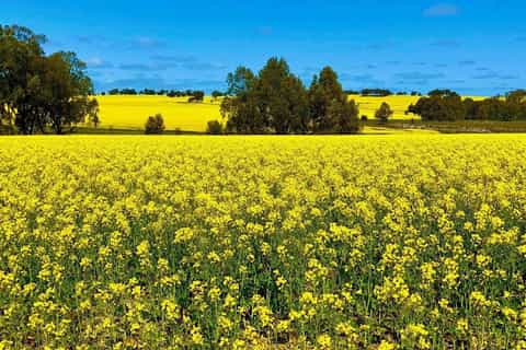 Perth: Private Premium Wildflowers and Canola Fields Tour - Image 3