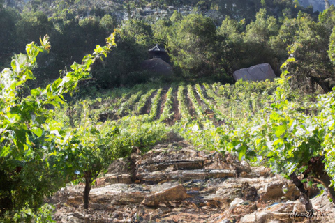 Tour dei segreti di Olympia e dell&#039;incanto del vino - Tutto inclusoTour degli antichi segreti e degli incantesimi del vino di Olympia