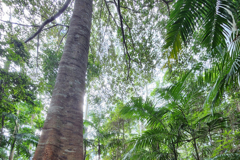 Excursion dans les montagnes de Tamborine