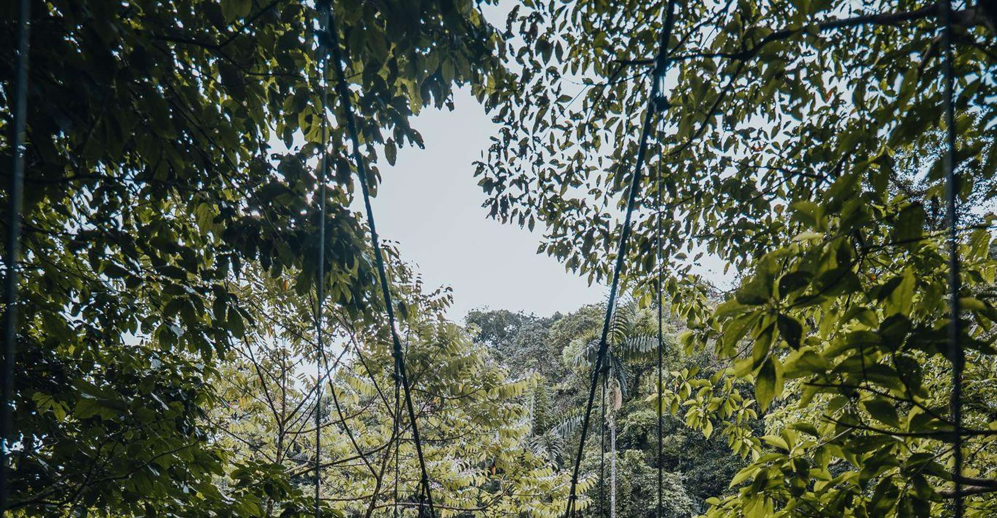 Visita guiada a los puentes colgantes en el parque Mistico - Hizvo