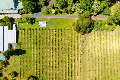 Costa Dorada: Cata de vinos +Hop on Hop off autobús turístico al monte TamborineCata de vinos de la montaña Tamborine y tour con paradas libres GC