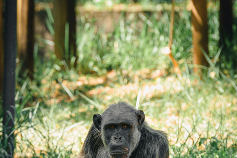 Nagano Snow Monkey private Day Tour from Tokyo