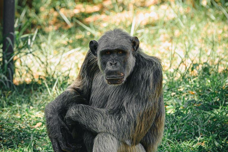 Nagano Snow Monkey private Day Tour from Tokyo