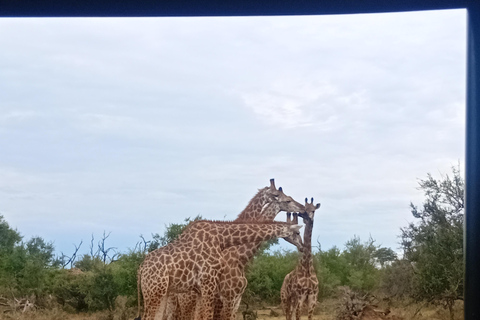 Eswatini: Rhino Walk in Hlane Royal National Park
