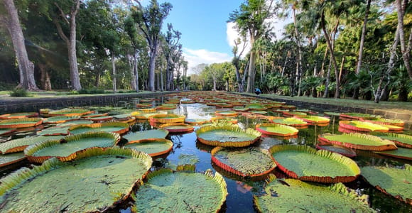 Private North Mauritius Tour: Gardens, Beach & Culture