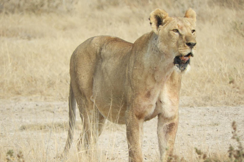 Private Nairobi National Park Drive in 4*4 landcruiser