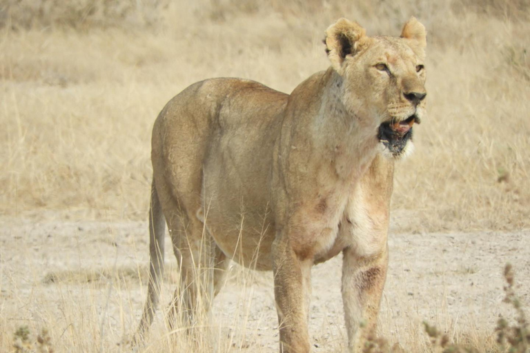 Private Nairobi National Park Drive in 4*4 landcruiser