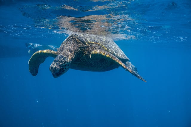 Von Waikiki aus: Turtle Canyon Snorkeling Tour