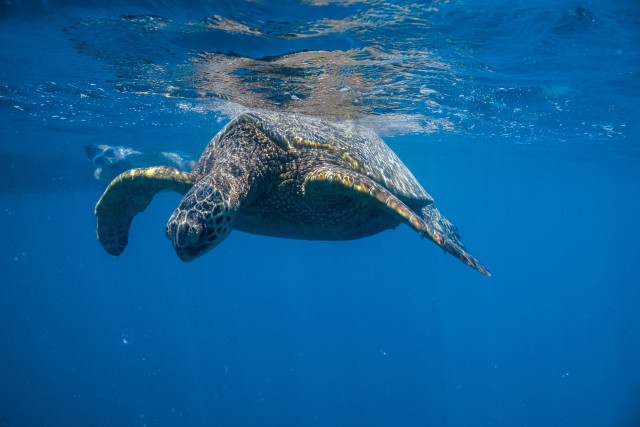 Visit From Waikiki Turtle Canyons Snorkeling Tour in Honolulu