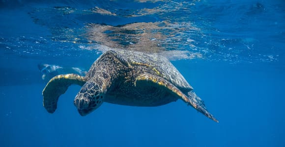 Von Waikiki aus: Turtle Canyon Snorkeling Tour