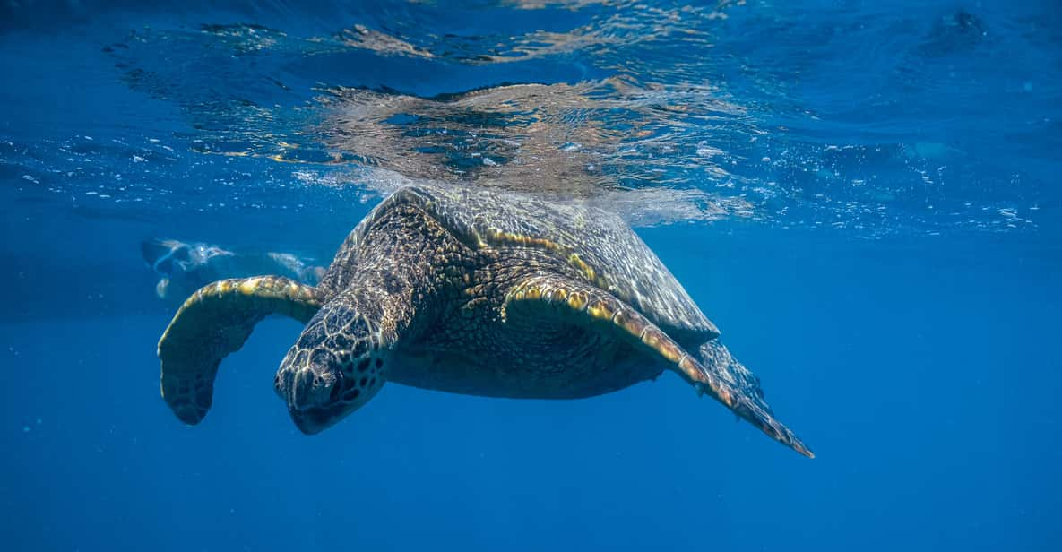 Turtle Canyons Snorkel Tour (Small Group Tour) | GetYourGuide