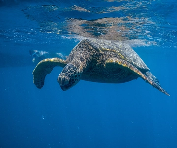 From Waikiki: Turtle Canyon Snorkeling Tour
