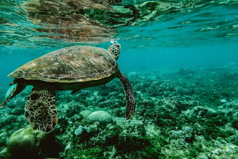 Zanzibar : Mnemba Tours Un paradis tropical