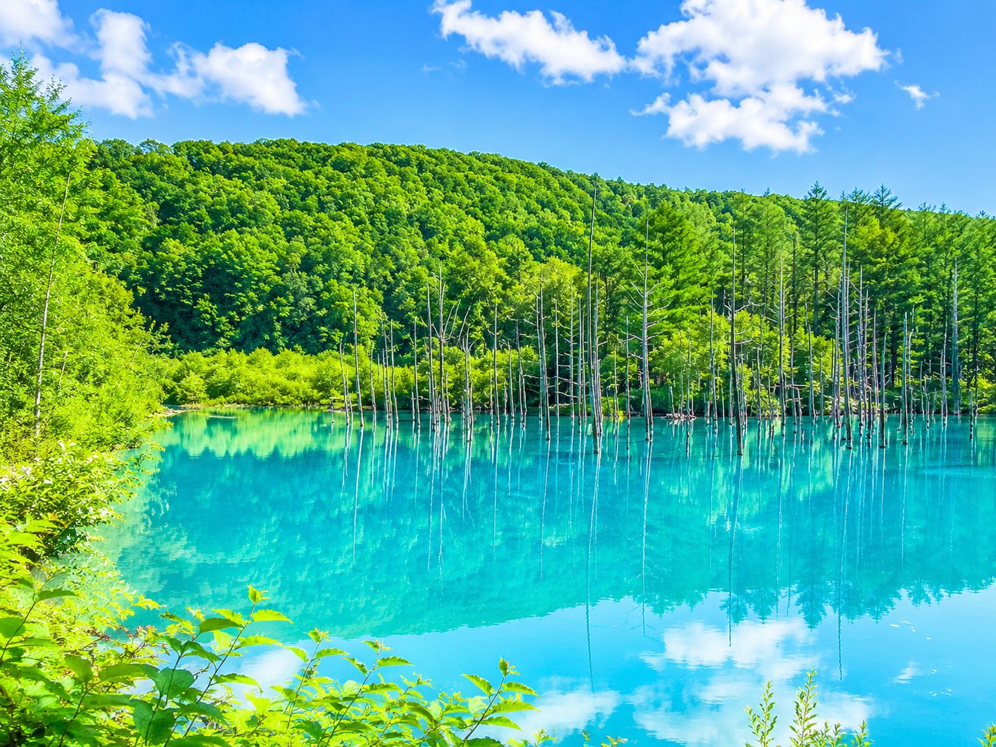 Asahiyama Zoo & Biei Blue Pond Tagestour in Hokkaido