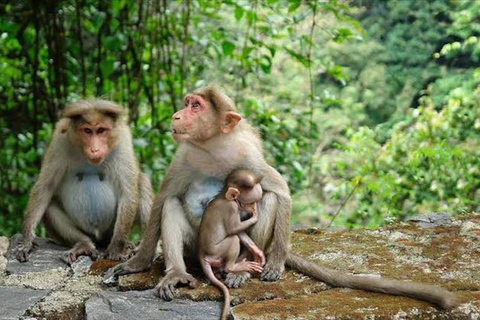 Bali: cascatas, floresta dos macacos e parque das borboletas