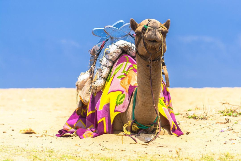 Djerba: Camel Ride, Flamingos, and Lagoon Tour