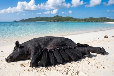 Koh Samui: Pig Island Speedboat Tour with Hotel Pickup - Image 2