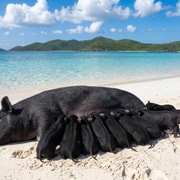 Koh Samui: Pig Island Speedboat Tour with Hotel Pickup