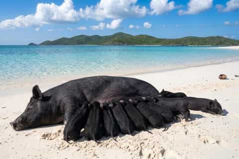 Koh Samui: Pig Island Speedboat Tour with Hotel Pickup - Image 3