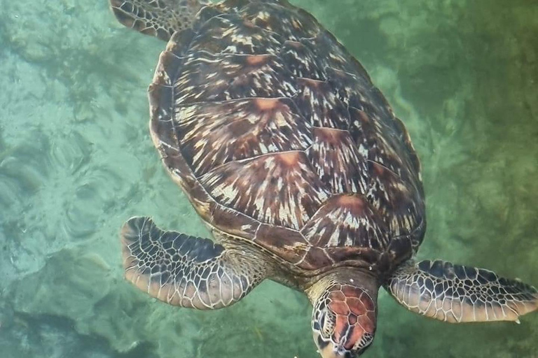 Grotta Salaam, nuoto con le tartarughe marine a Kizimkazi