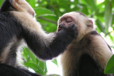 Manuel Antonio : LES 5 MEILLEURES CHOSES À FAIRE Tous les circuits-Costa Rica