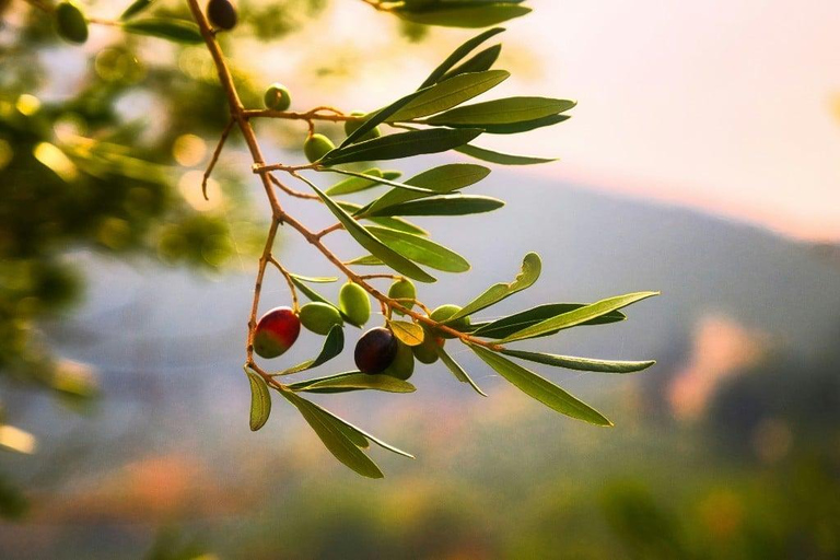 Corinth: Olive Oil Tasting Tour with Transfers