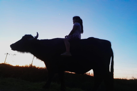 Palenque: waterfalls, buffalo, & birdwatching, a soulful immersion