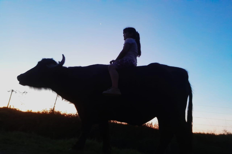 Palenque: waterfalls, buffalo, & birdwatching, a soulful immersion