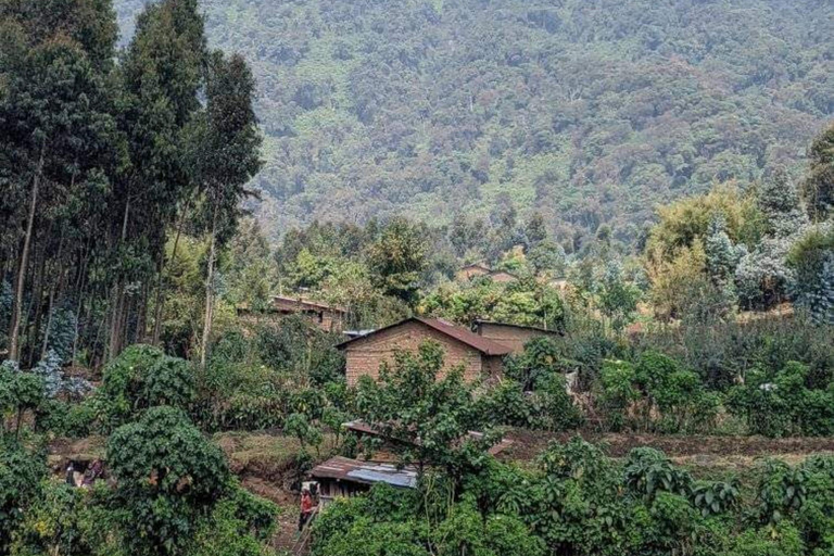 Vanuit Kigali: 2-daagse gorillatrektocht in Rwanda