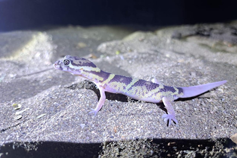 Papagayo: Rundgang durch die nächtliche Tierwelt