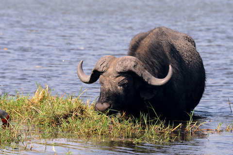 PIRSCHFAHRT UND BREITMAULNASHORN-WANDERSAFARI IN LIVINGSTONE