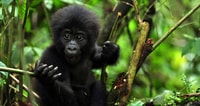 11 días Best of Uganda Safari - Housity