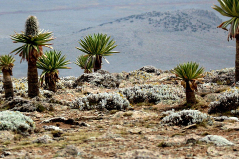 &quot;Die Wildnis erkunden: Eine 4-tägige Wanderung durch die Bale Mountains&quot;