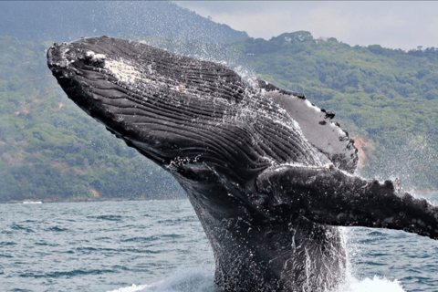 La Romana: Whale-Watching Cruise &amp; Cayo Levantado Day Trip