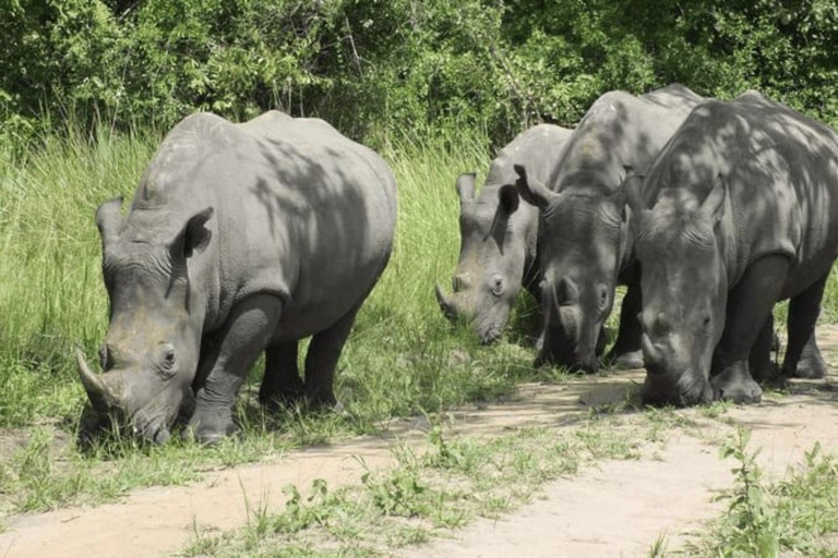 From Kampala: 3-Day Murchison Falls Safari & Chimpanzee Trek