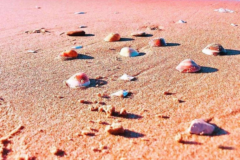 Gammarth & Sidi Bou Said: Sea & Colors Private Tour Pick Up From Tunis