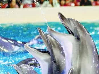 From Belek: Dolphin Show with Transfers