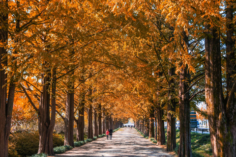 Busan: Damyang Juknokwon Bamboo Forest & Metasequoia Road Damyang Autumn Group Tour, Meet at Busan Subway Station