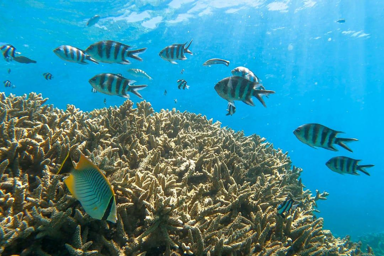 Mauritius: BlueBay Glass Bottom Boat Visit and Snorkeling Private Tour