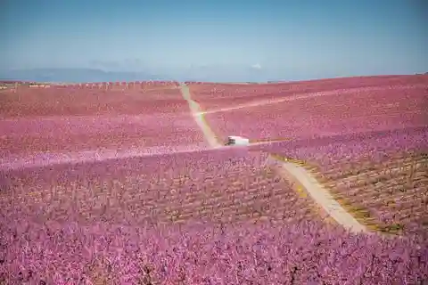Från Barcelona: Aitona Peach Fields Pink Route-resa