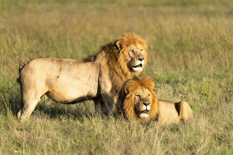 Nairobi: National Park Safari with Pickup and Game Drive