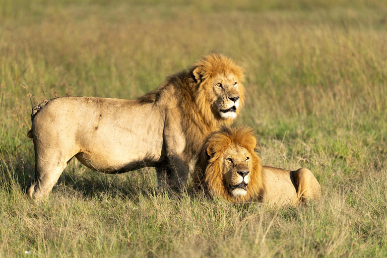 Nairobi: National Park Safari with Pickup and Game Drive