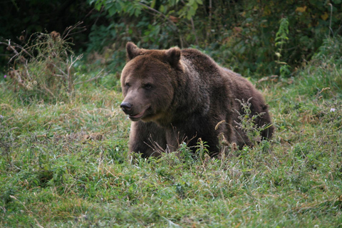 Brasov: Carpathian Brown Bear Wildlife Viewing Experience