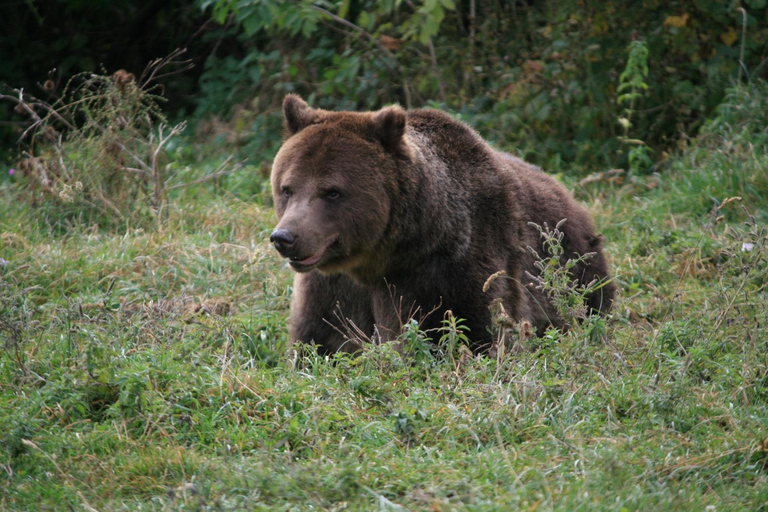 Brasov: Carpathian Brown Bear Wildlife Viewing Experience