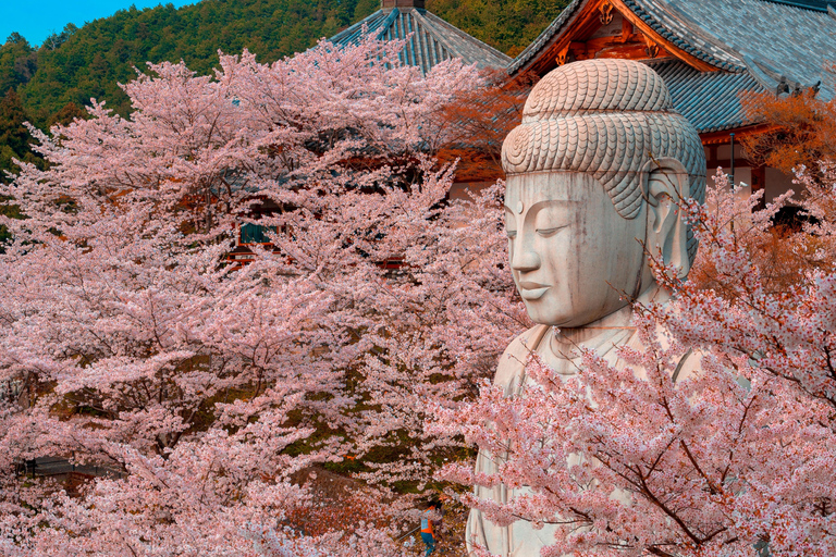 Nara Cherry Blossom Highlights Spring Day Tour from Osaka Shared Tour, Meet at Tsurutontan Soemoncho