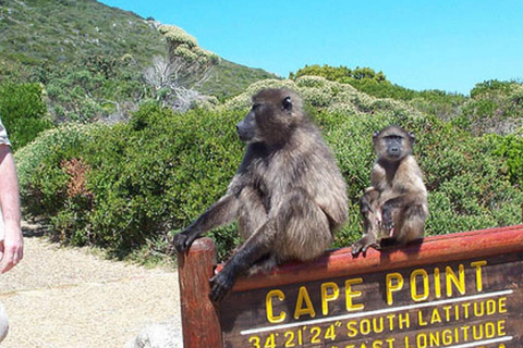 Private Tour: Table Mountain, Penguins Colony & Cape Of Good