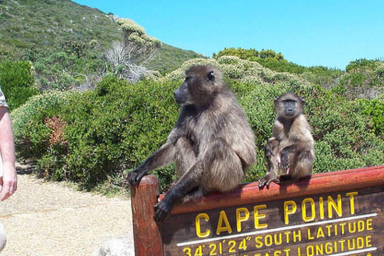 Private Tour: Table Mountain, Penguins Colony & Cape Of Good