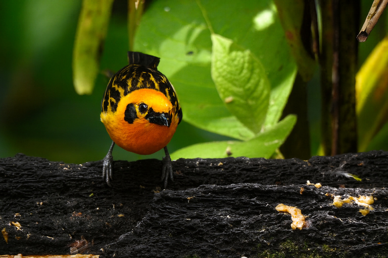 From Quito: 2-Day Mindo Cloud Forest Birdwatching Tour